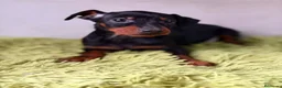 Pinscher Miniatura perros en venta: Mini pincher negro fuego  - Anuncio 8