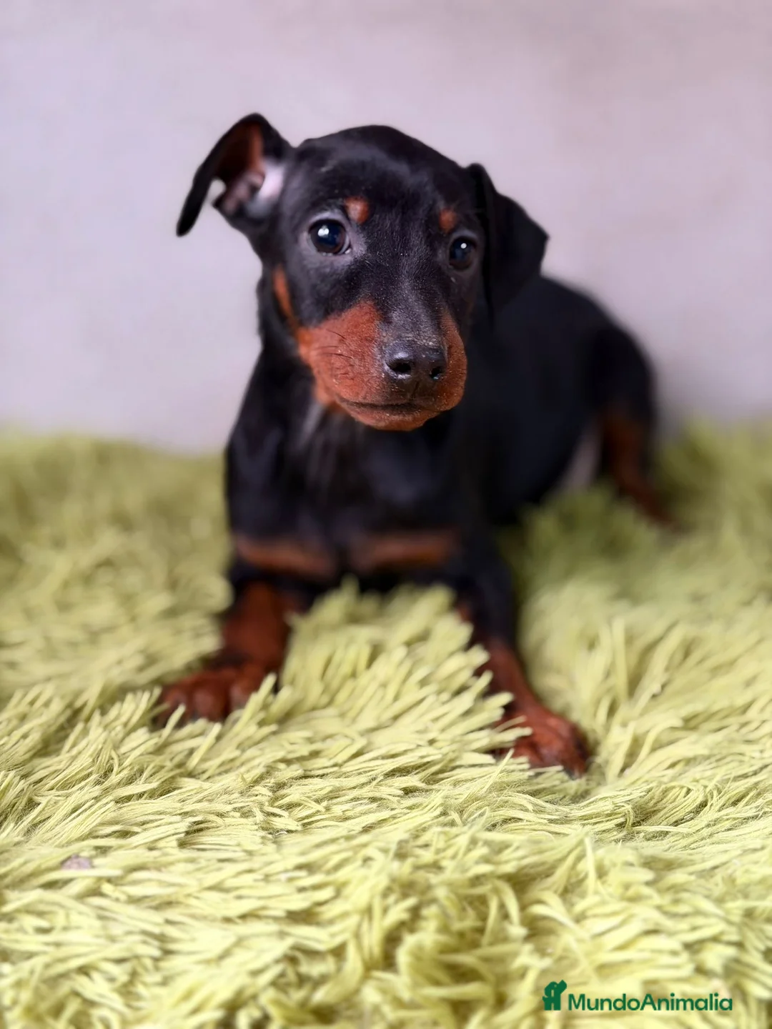 Pinscher Miniatura perros en venta: Mini pincher negro fuego  - Anuncio 8