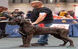 Dogo Alemán perros en venta: Cachorros de Dogo Alemán - Imagen 4