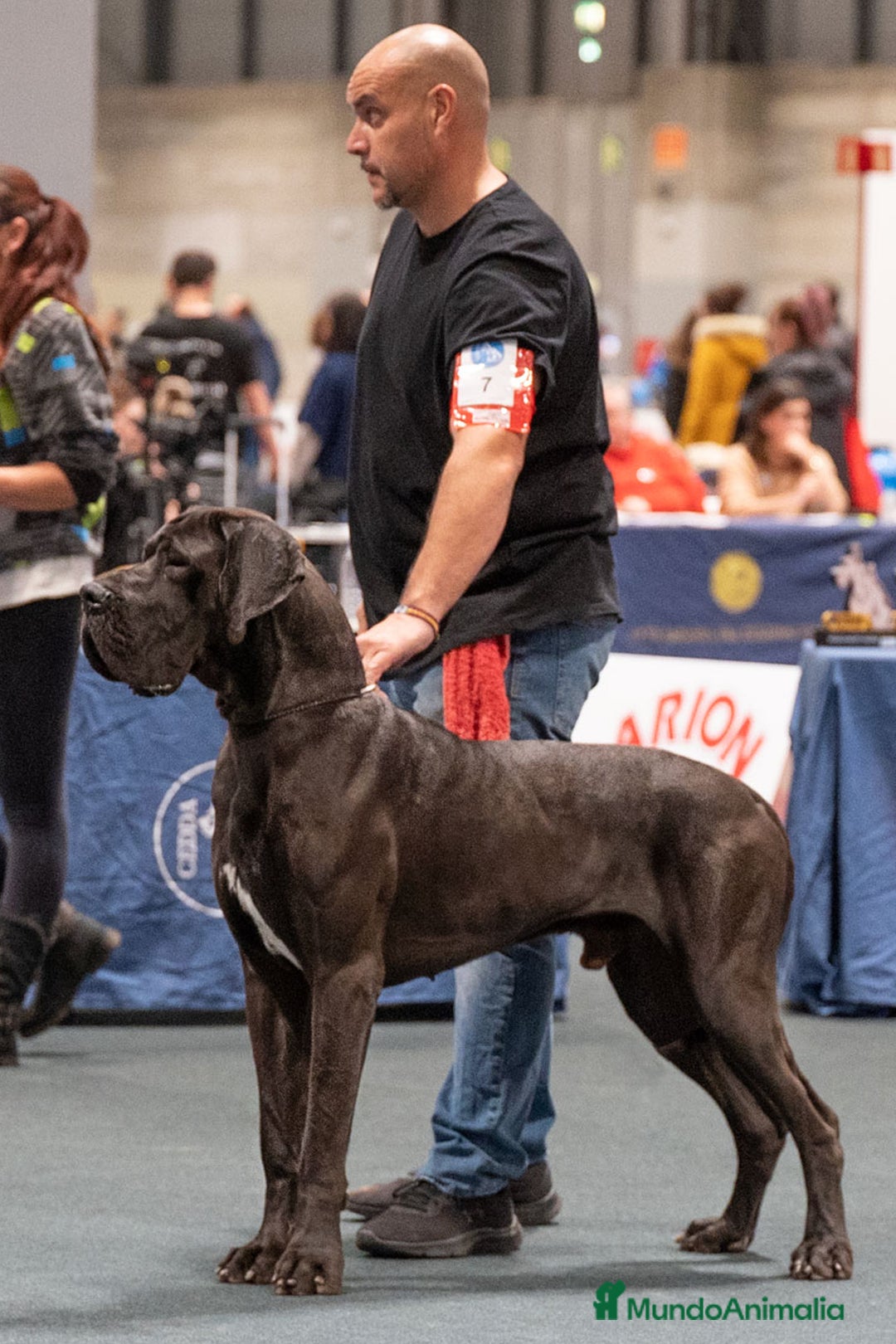 Dogo Alemán perros en venta: Cachorros de Dogo Alemán - Imagen 4