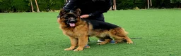 Pastor Alemán perros en venta: Pastor alemán  - Anuncio 5