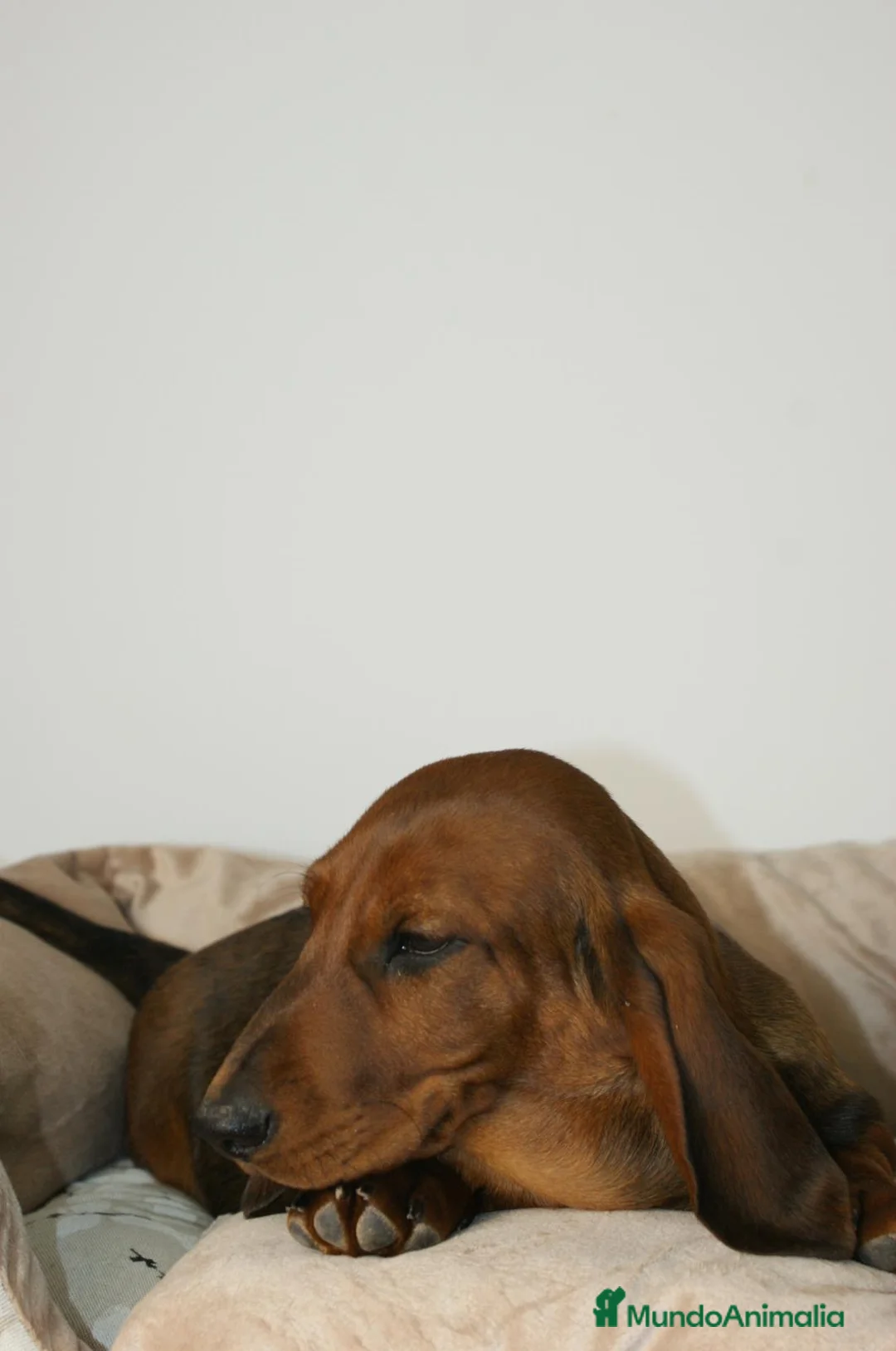 Teckel perros en venta: CACHORRITO DE TECKEL STANDARD  - Anuncio 2