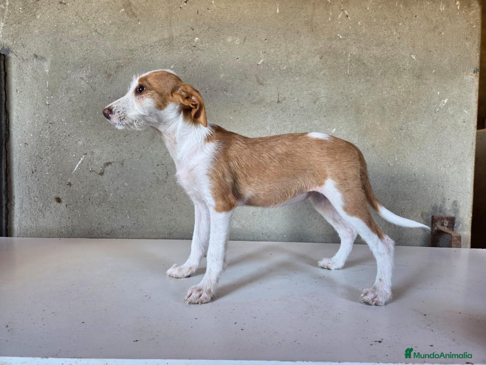 Podenco Andaluz perros Podenco andaluz de pelo duro - Anuncio 1