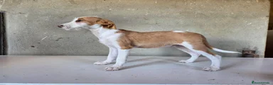 Podenco Andaluz 6