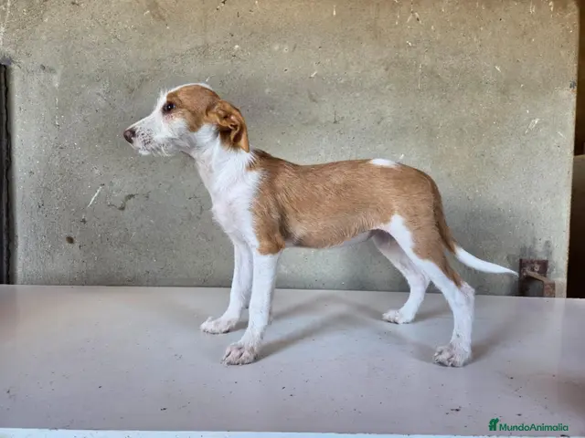 Podenco Andaluz perros en venta: Podenco andaluz de pelo duro - Anuncio 1