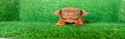 Teckel Miniatura perros en venta: teckel miatura - Anuncio 10