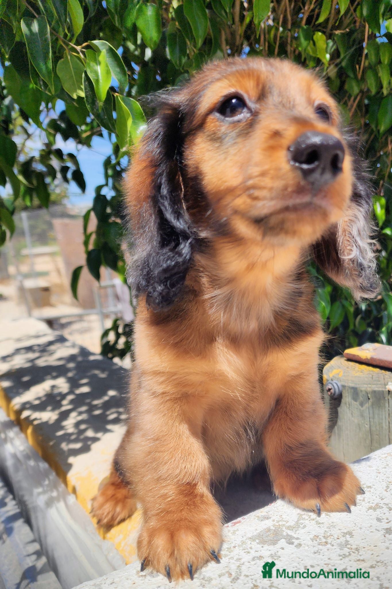 Teckel perros Teckel pelo largo precio real - Anuncio 6