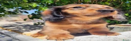 Teckel perros en venta: Teckel pelo largo precio real - Anuncio 5