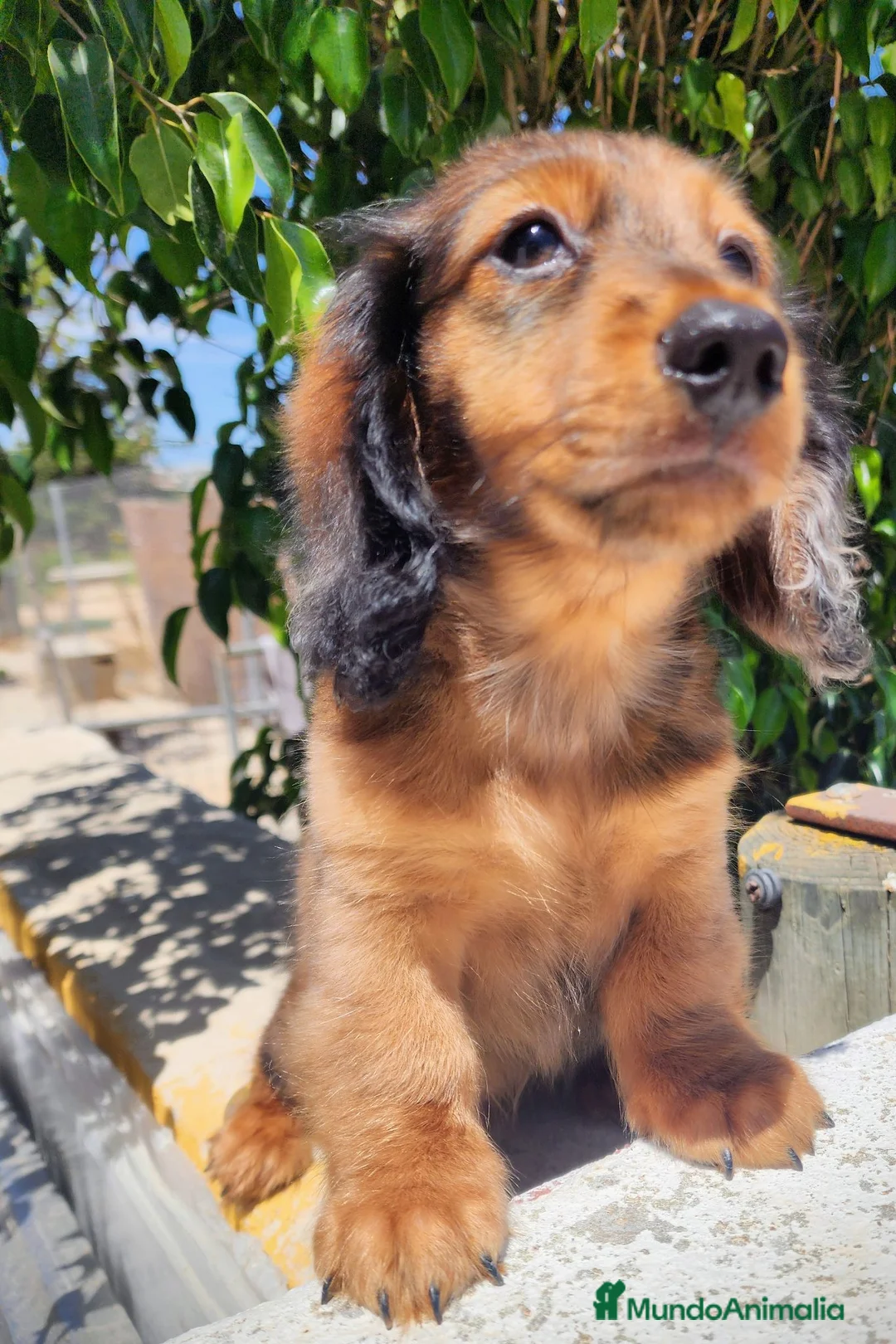 Teckel perros en venta: Teckel pelo largo precio real - Anuncio 5