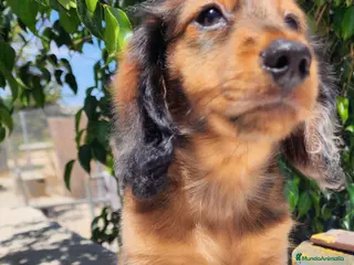 Teckel perros Teckel pelo largo precio real - Anuncio 6