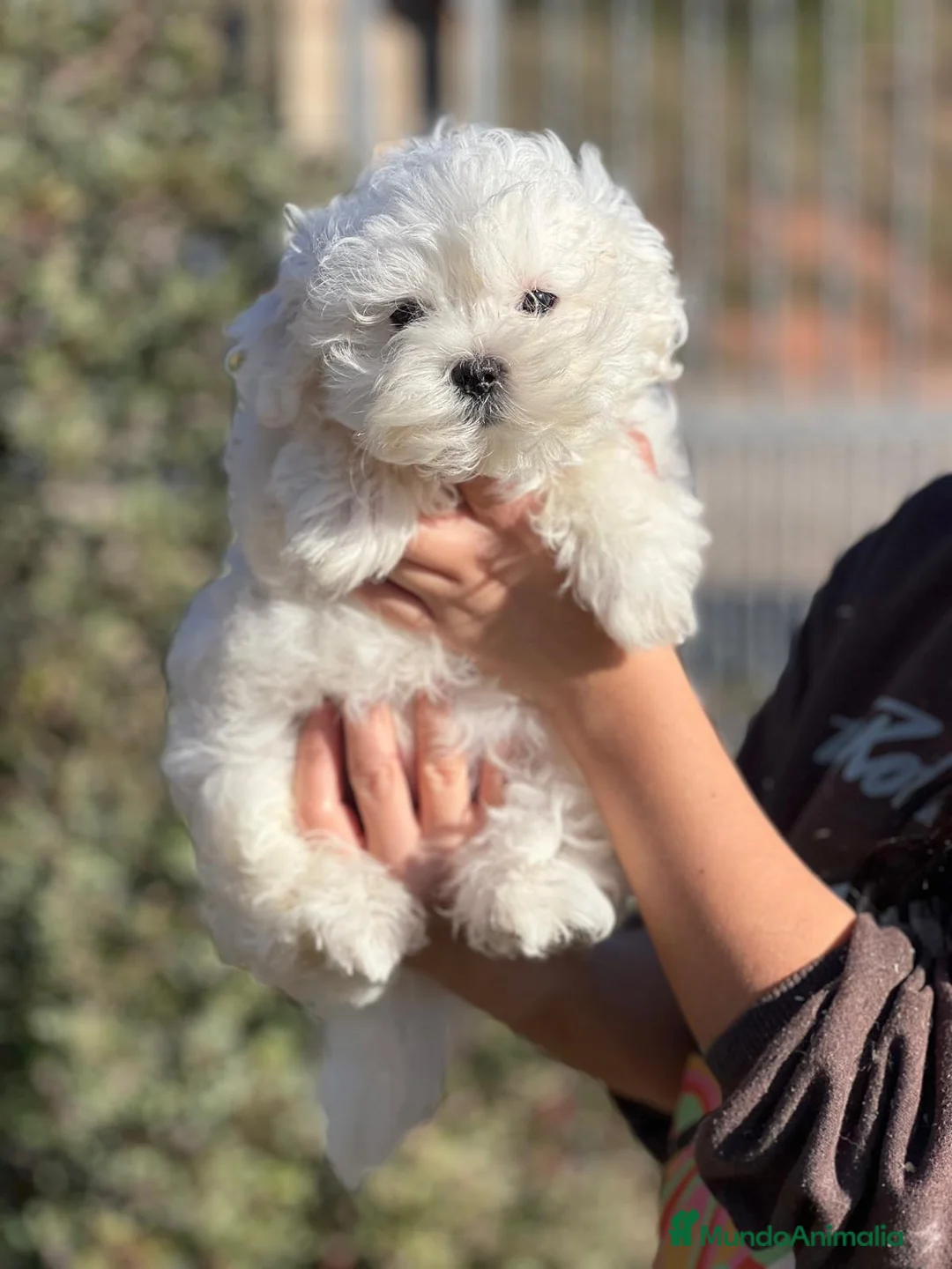 Bichón Maltés perros en venta: BICHÓN MALTES TOY COREANO en Barcelona - Anuncio 5