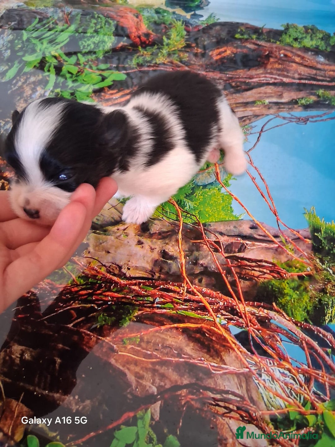 Bichón Maltés perros en venta: Maltipom machos  - Imagen 5