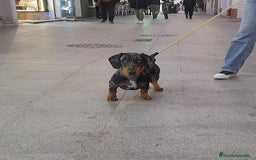 Teckel Miniatura perros en venta: Último teckel mini !! - Imagen 4