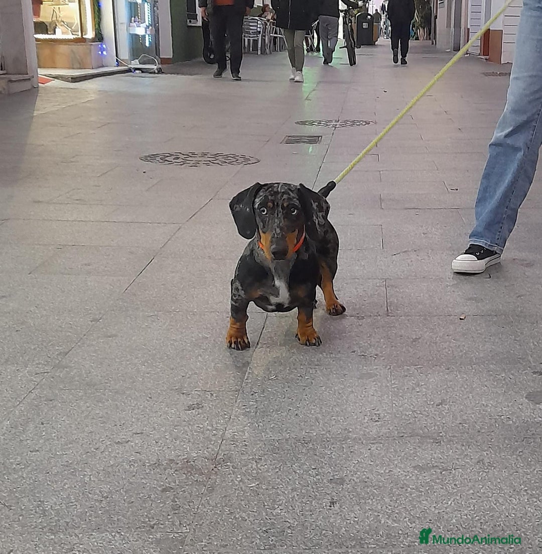 Teckel Miniatura perros en venta: Último teckel mini !! - Imagen 4