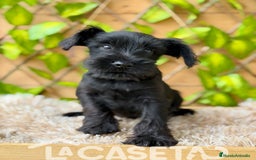 Schnauzer Miniatura perros en venta: Camada de Dasy  - Imagen 3