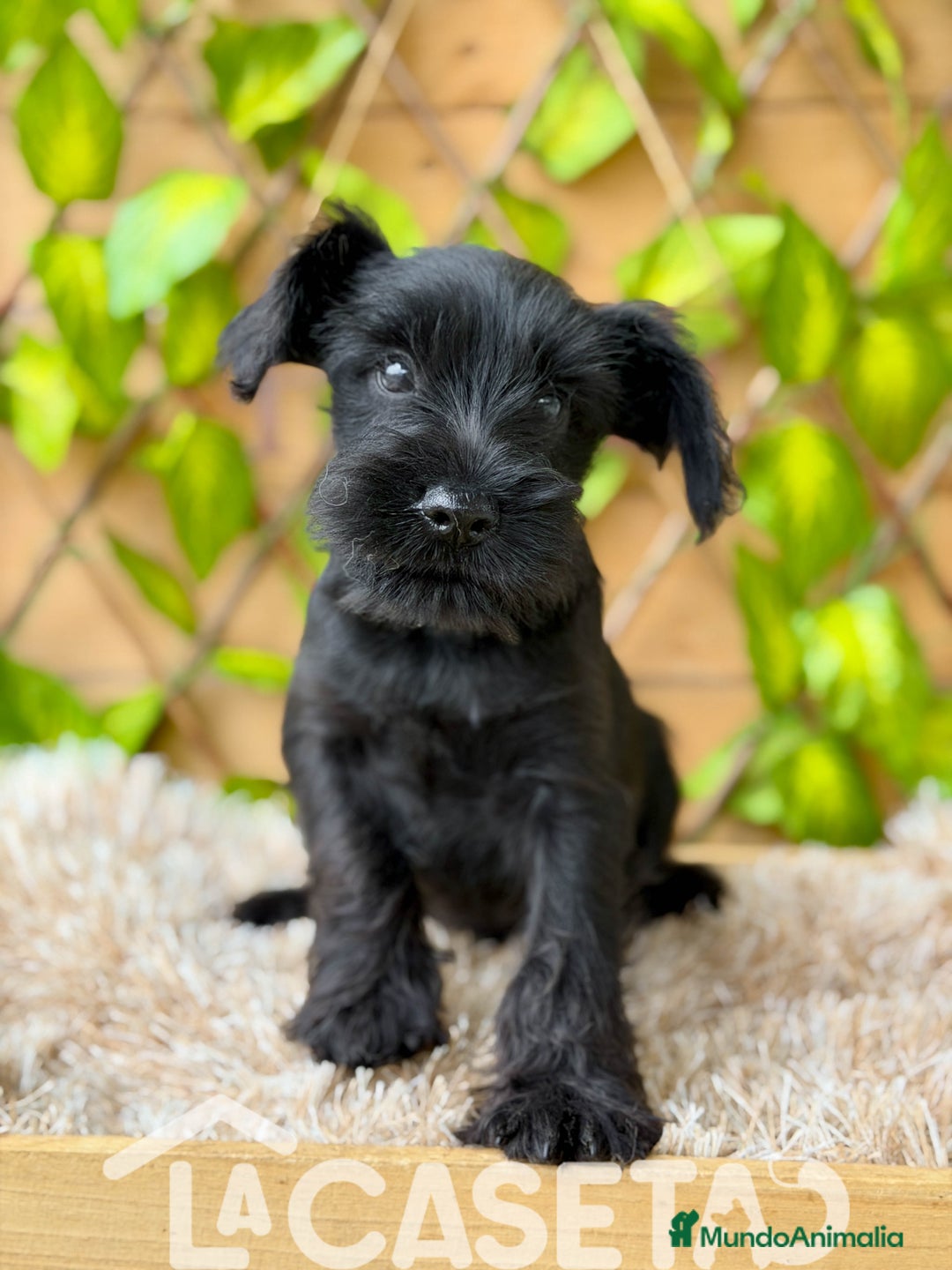 Schnauzer Miniatura perros en venta: Camada de Dasy  - Imagen 3