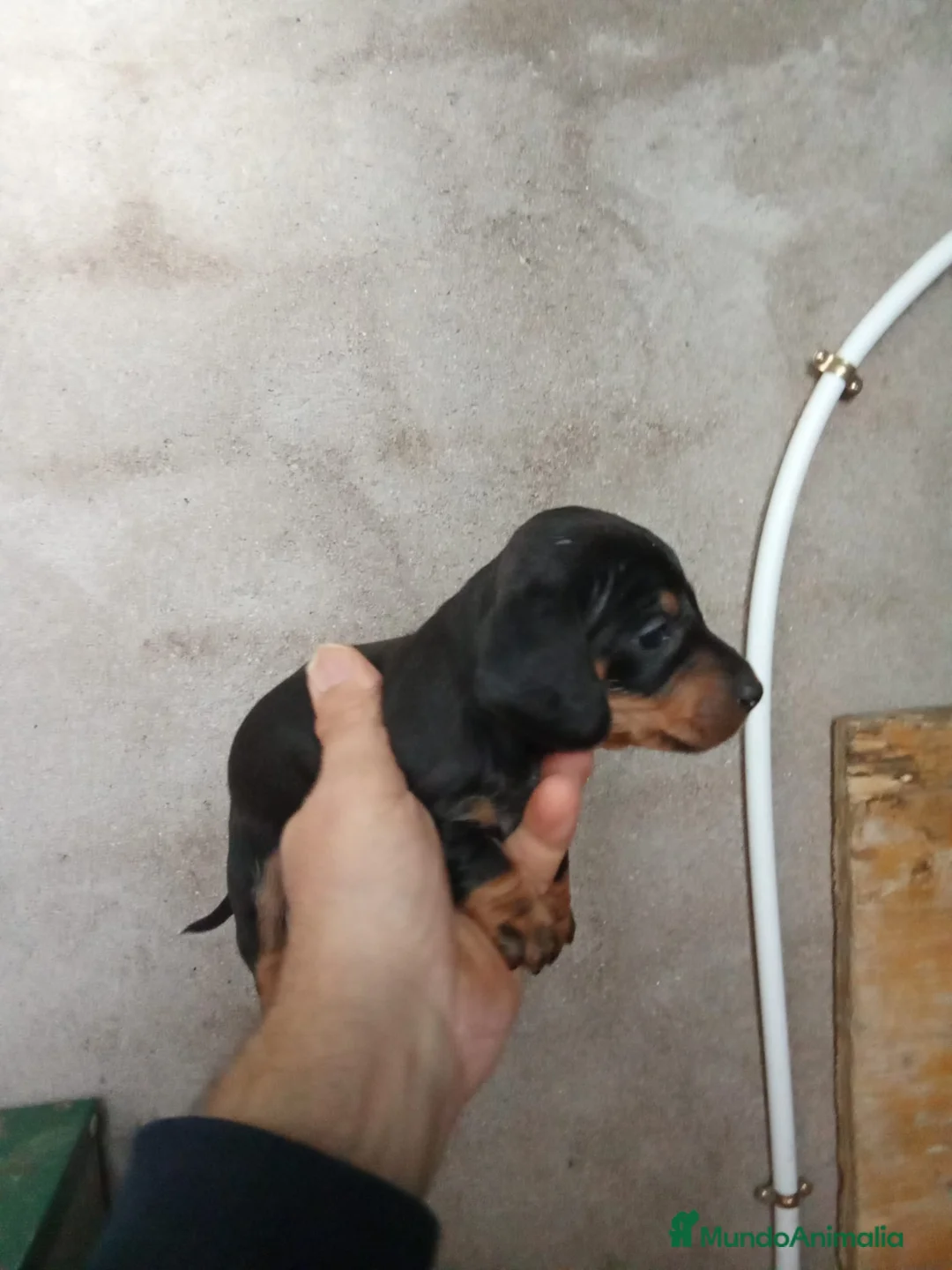 Teckel perros en venta: 🌟ÚLTIMA PAREJA DE TEKEL y Negros fuego🌟 - Anuncio 5