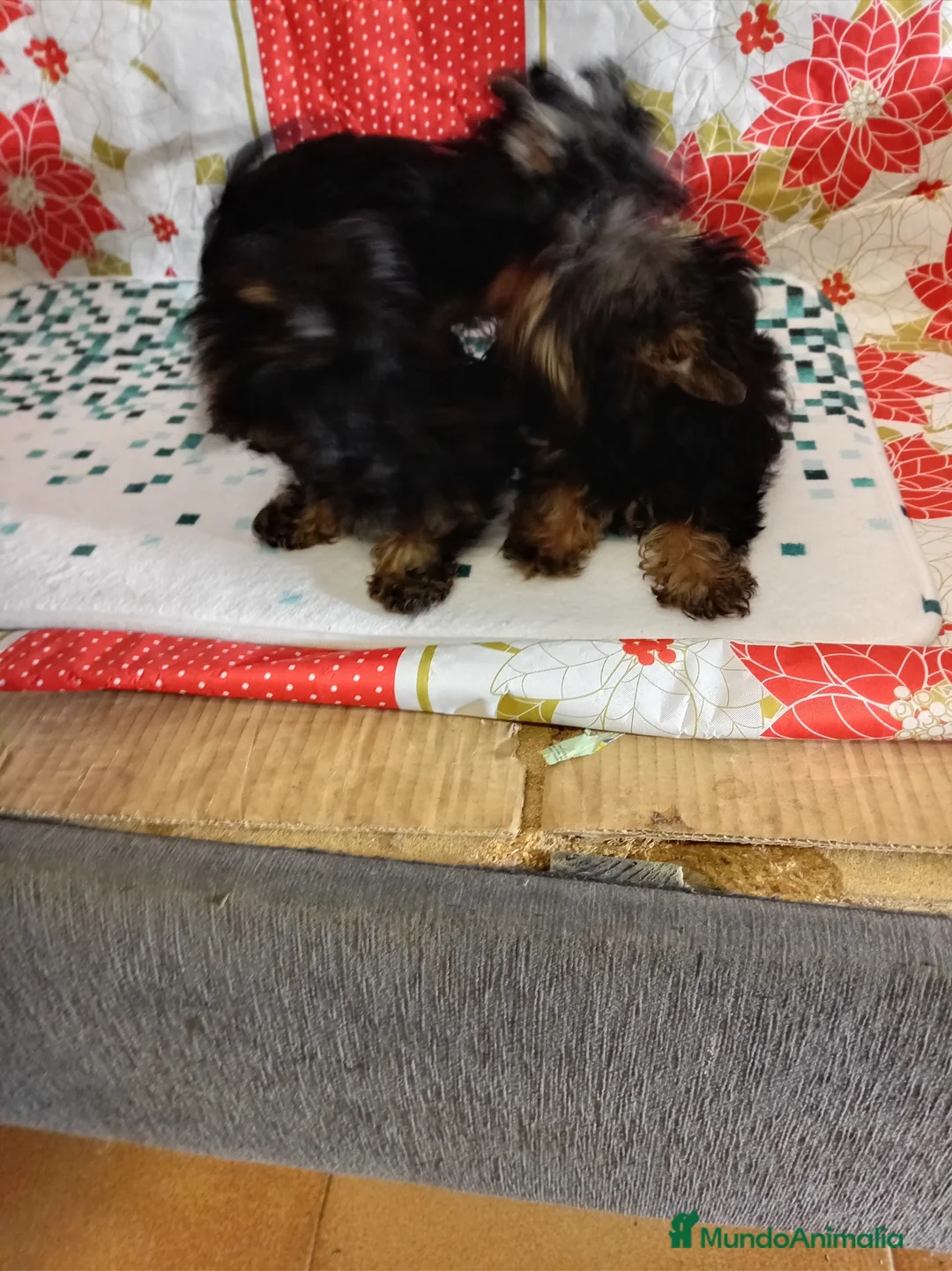 Yorkshire Terrier perros en venta: Yorshire toy  - Anuncio 9