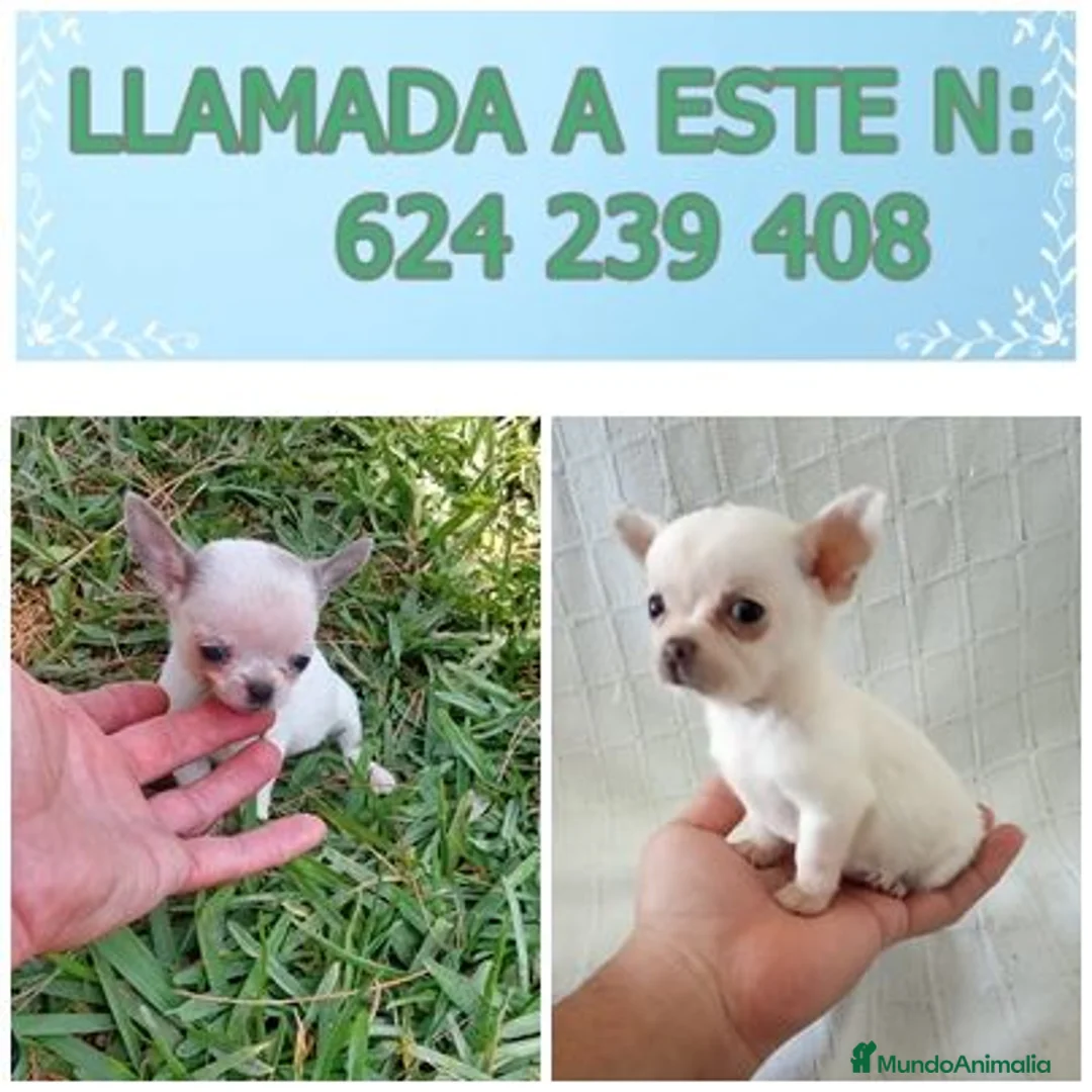 Chihuahua perros en venta: PRECIOSOS CHIHUAHUA RUSO Y ASIÁTICO - Anuncio 25
