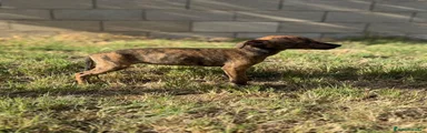 Whippet 2