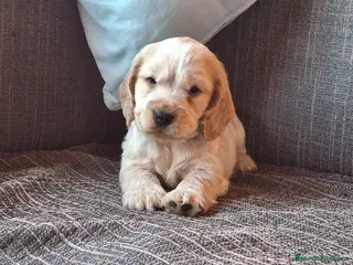 Cocker Spaniel Inglés perros Cachorritos preciosos de Cocker Inglés 🐶🤎 - Anuncio 1