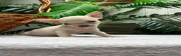 Chihuahua perros en venta: CHIHUAHUA-OJOS AZULES - Anuncio 21