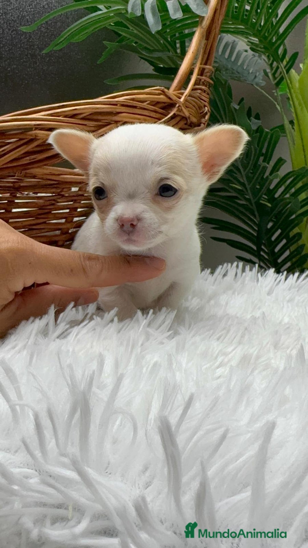 Chihuahua perros en venta: CHIHUAHUA  - Anuncio 17