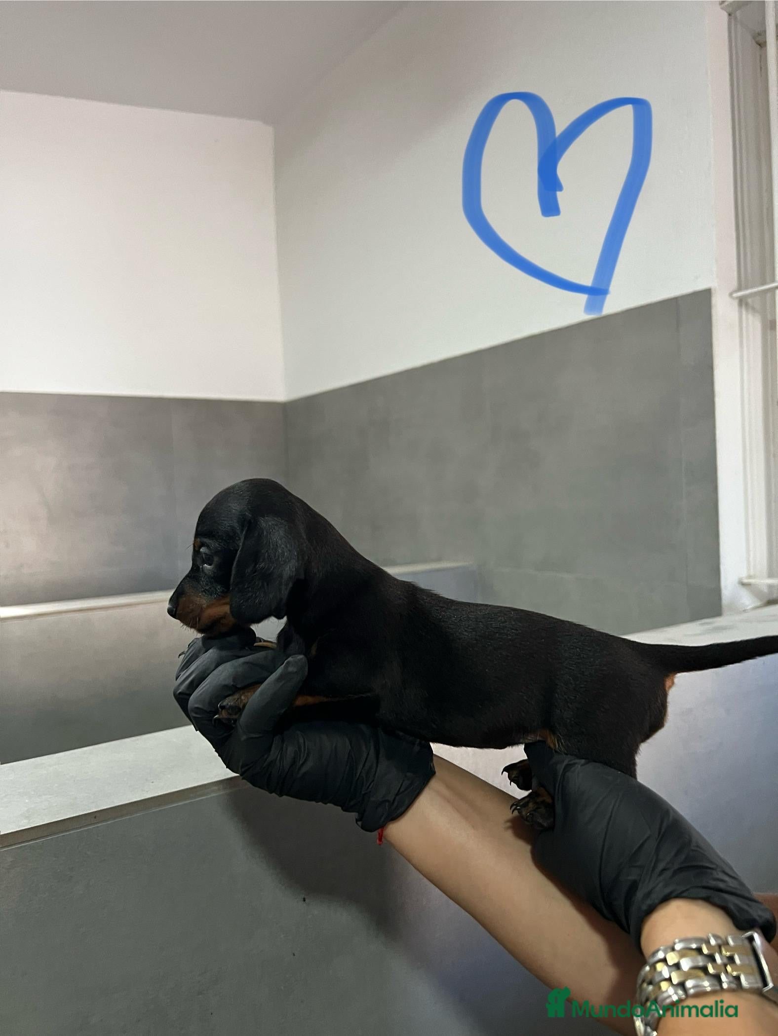 Teckel Miniatura perros TECKEL KANICHEN CALIDAD EXTREMA - Anuncio 2