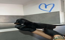 Teckel Miniatura perros en venta: TECKEL KANICHEN CALIDAD EXTREMA - Imagen 2