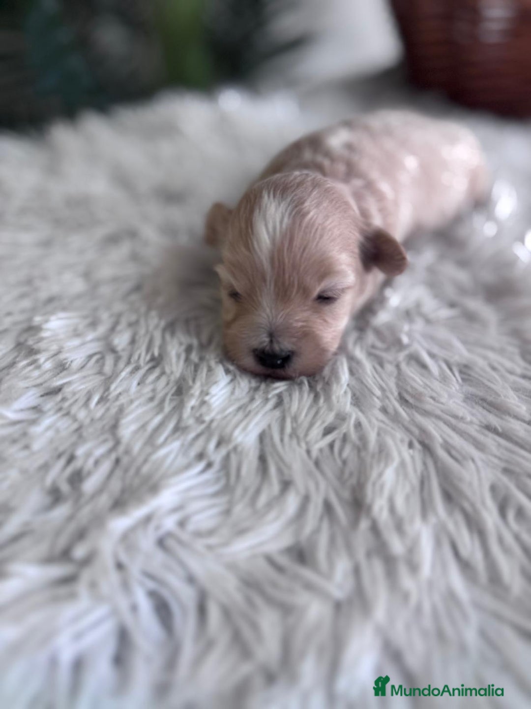 Maltipoo perros en venta: MALTIPOO MACHO - Imagen 5