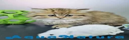 Británico de Pelo Largo gatos en venta: Scottish Straight Longhair Hembra 1852 AQUANATURA - Anuncio 2