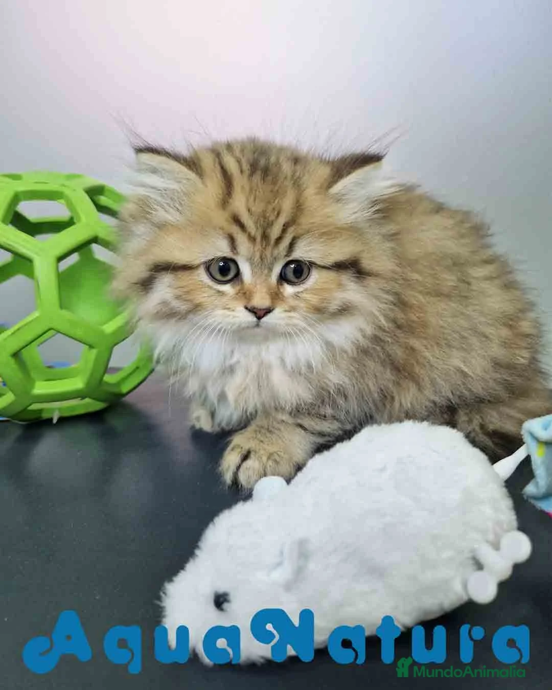Británico de Pelo Largo gatos en venta: Scottish Straight Longhair Hembra 1852 AQUANATURA - Anuncio 2