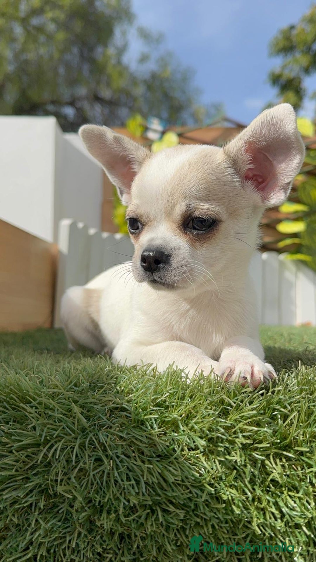 Chihuahua perros en venta: CHIHUAHUA MACHO - Imagen 1
