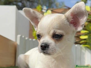 Chihuahua perros - Anuncio 2