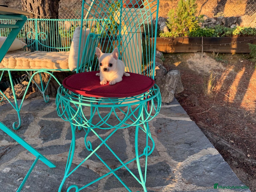 Chihuahua perros en venta: Chihuahua Toy línea inglesa cabeza manzana. - Anuncio 4