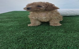 Caniche Toy perros en venta: CANICHE TOY ♀️♂️💯 - Imagen 1