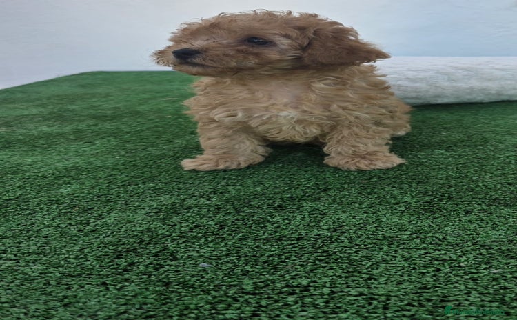 Caniche Toy perros - Anuncio 2