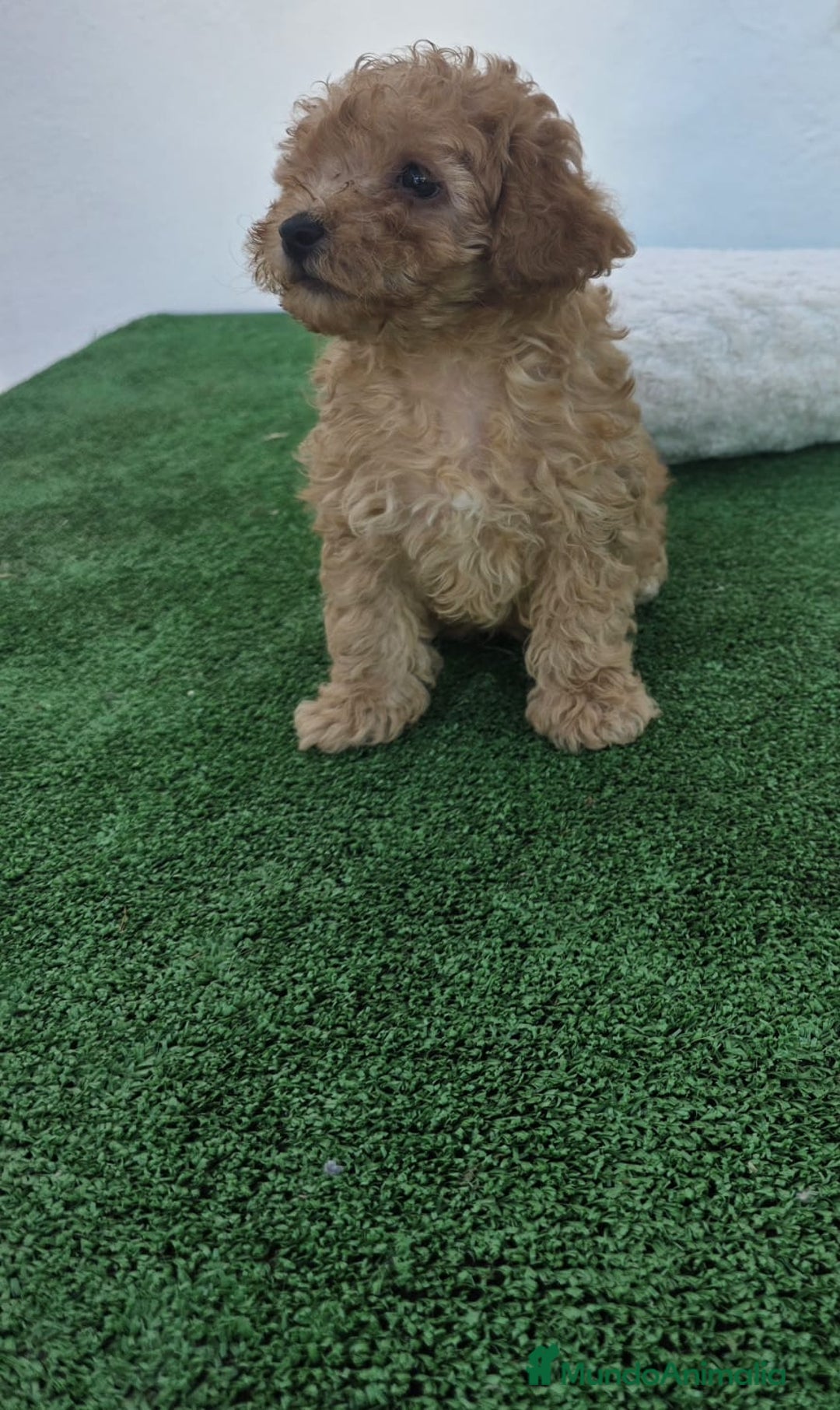 Caniche Toy perros en venta: CANICHE TOY ♀️♂️💯 - Imagen 1