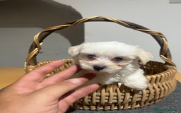 Bichón Maltés perros en venta: Bichon maltés  - Imagen 2