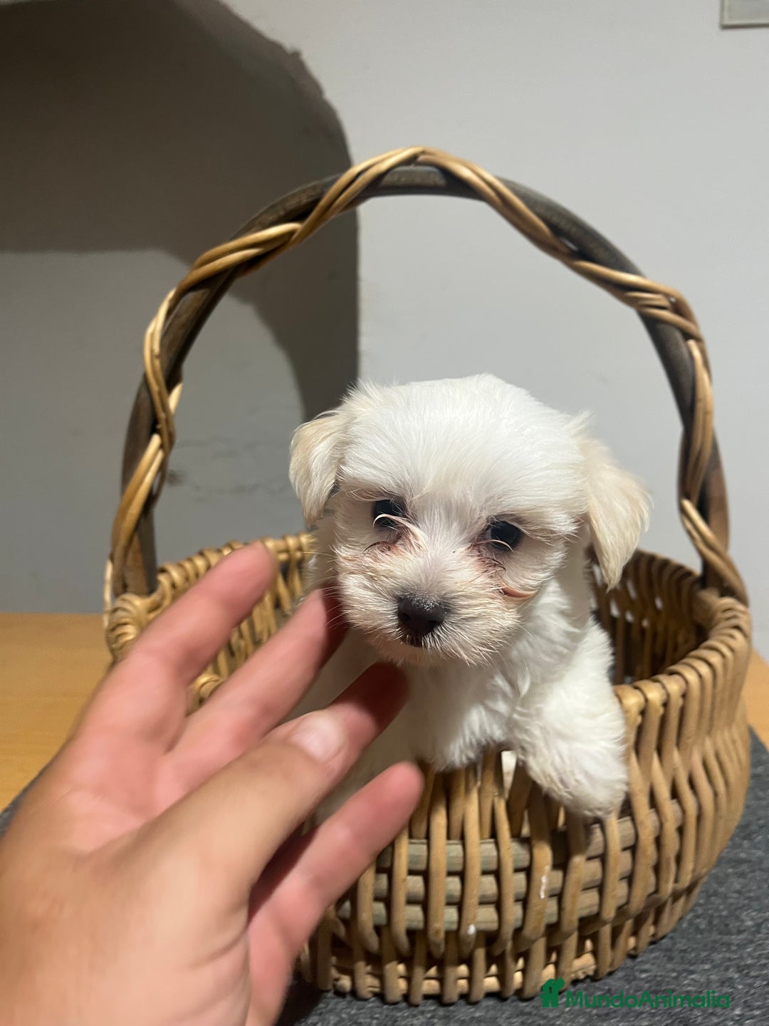 Bichón Maltés perros en venta: Bichon maltés  - Imagen 2