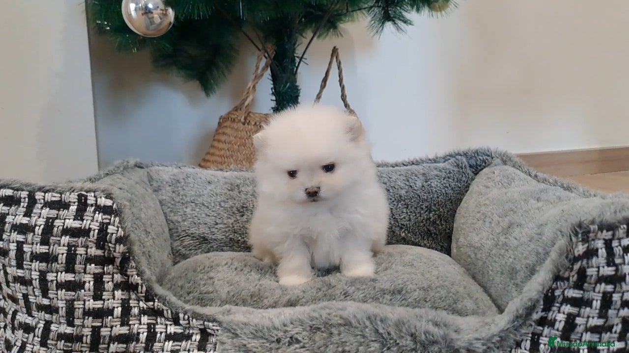 Pomerania perros Cachorrita de Pomerania  - Anuncio 13
