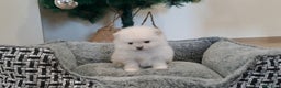 Pomerania perros en venta: Cachorritos de Pomerania  - Anuncio 1