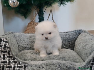 Pomerania perros Cachorritos de Pomerania - Anuncio 1