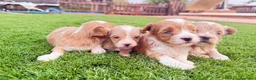 Maltipoo perros en venta: Cachoritos de maltipo  - Anuncio 4