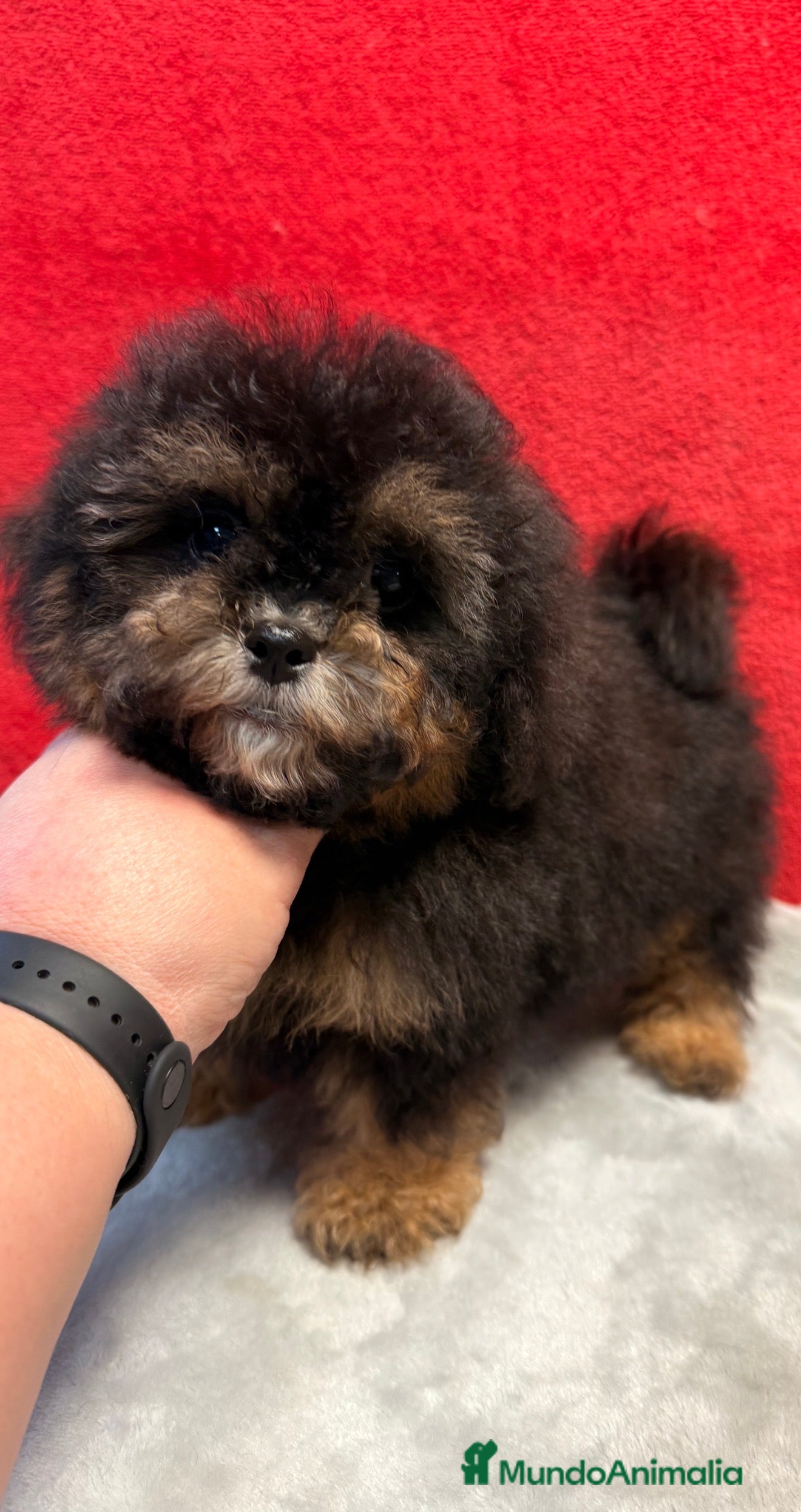 Shihpoo perros Monísimo ShihPoo Negro y fuego - Anuncio 2