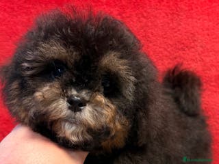 Shihpoo perros Monísimo ShihPoo Negro y fuego - Anuncio 4
