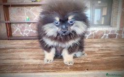 Pomerania perros en venta: Lulú de pomerania machito - Imagen 4