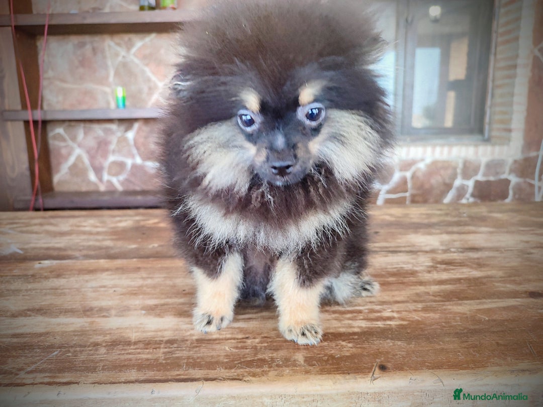 Pomerania perros en venta: Lulú de pomerania machito - Imagen 4