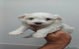 Bichón Maltés perros en venta: Bichon Maltés Americano  - Imagen 3