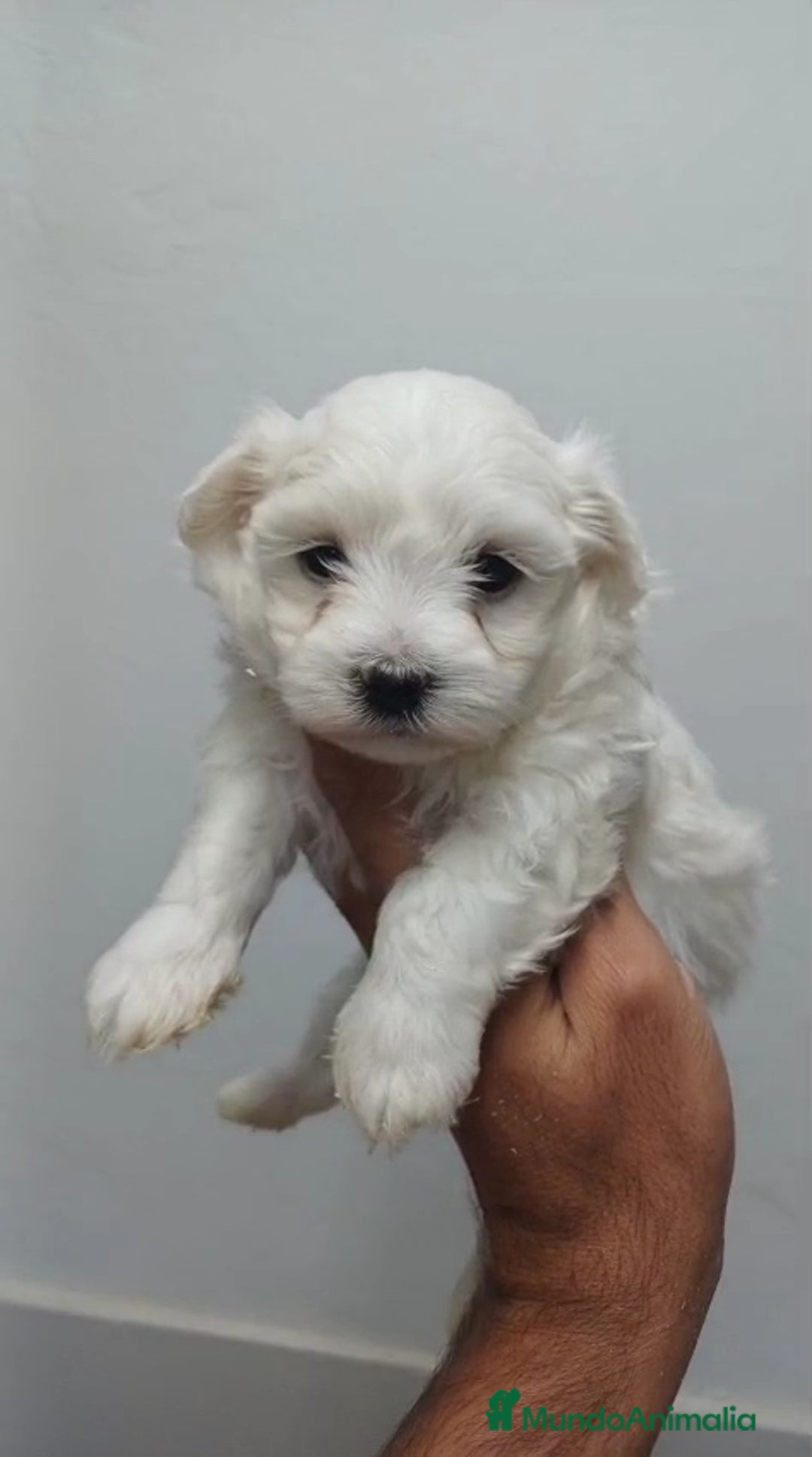 Bichón Maltés perros en venta: Bichon Maltés Americano  - Imagen 3